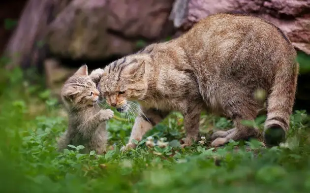 Nature: кошачья генетика поможет определить первое в истории одомашнивания кошек