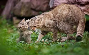 Nature: кошачья генетика поможет определить первое в истории одомашнивания кошек