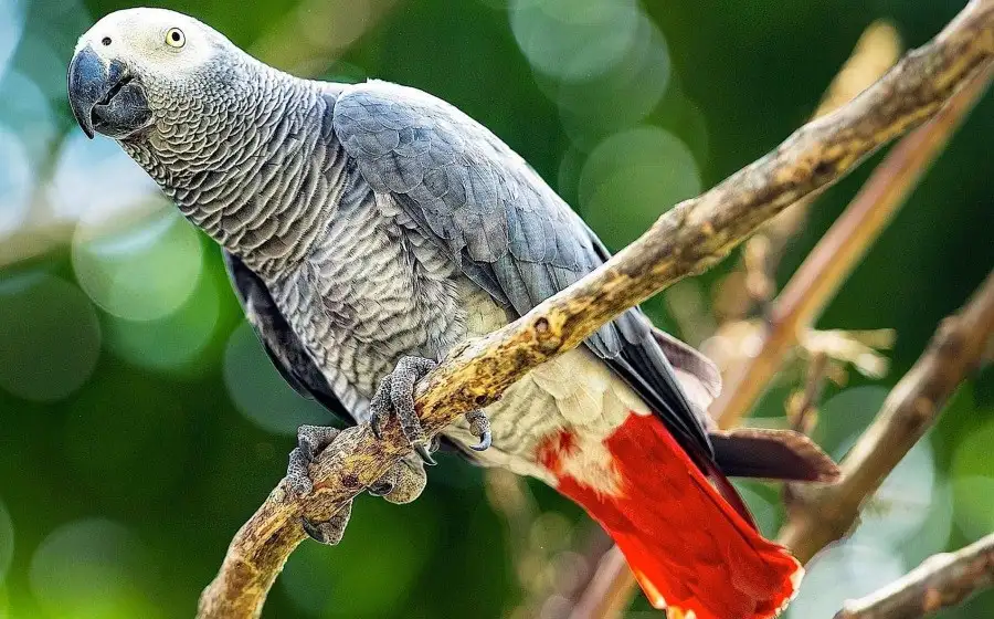 Биологи рассказали, какие домашние попугаи лучше всех повторяют человеческую речь