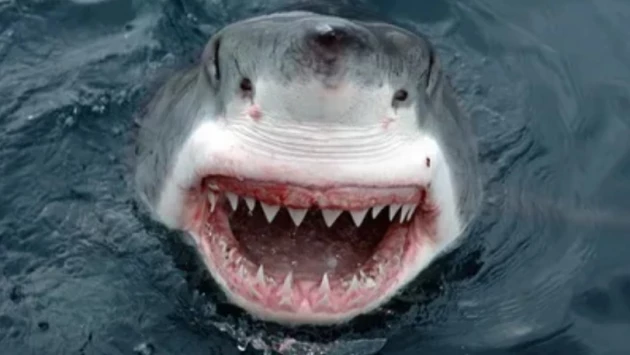 Кладбище акульих зубов обнаружили на дне океана