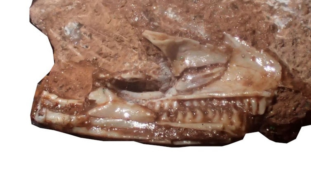 Палеонтологи нашли останки древнейшей на Земле ящерицы Cryptovaranoides microlanius
