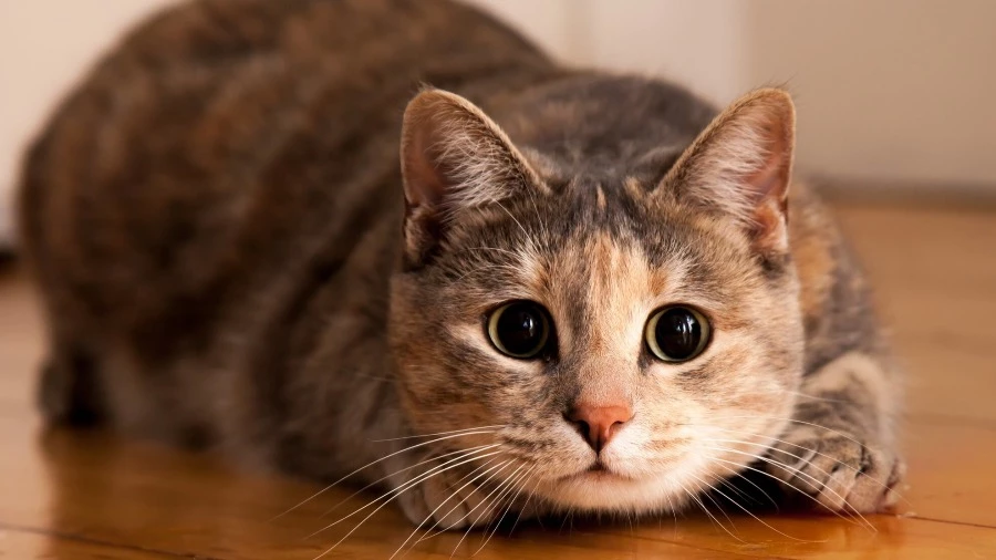 Heredity: учёные выяснили, когда и где впервые одомашнили кошек