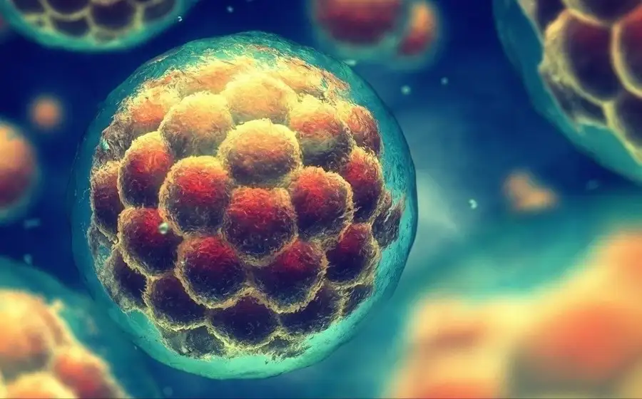 Cell: в лаборатории создали надежные органоиды кишечника человека