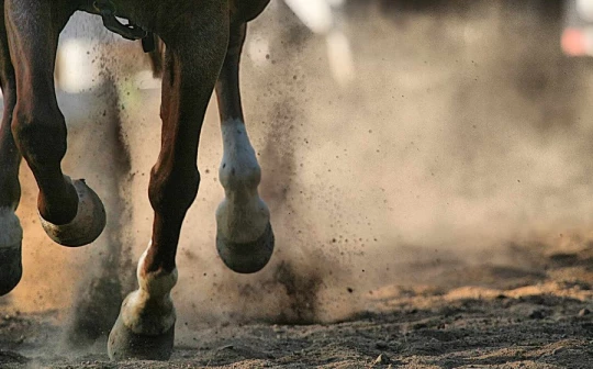 Учёные применят ультразвук для восстановления хряща коленного сустава лошадей