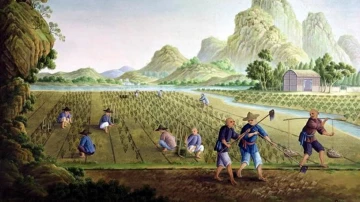 PLOS ONE: как происходил сбор урожая риса 10 000 лет назад