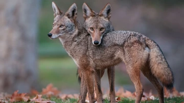 Зависимость от лося в качестве добычи привела к редкому нападению койота на человека