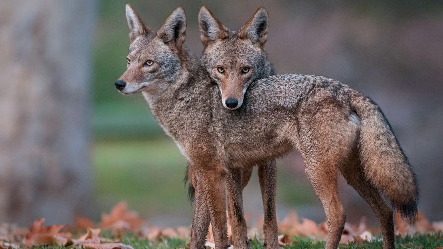 Зависимость от лося в качестве добычи привела к редкому нападению койота на человека