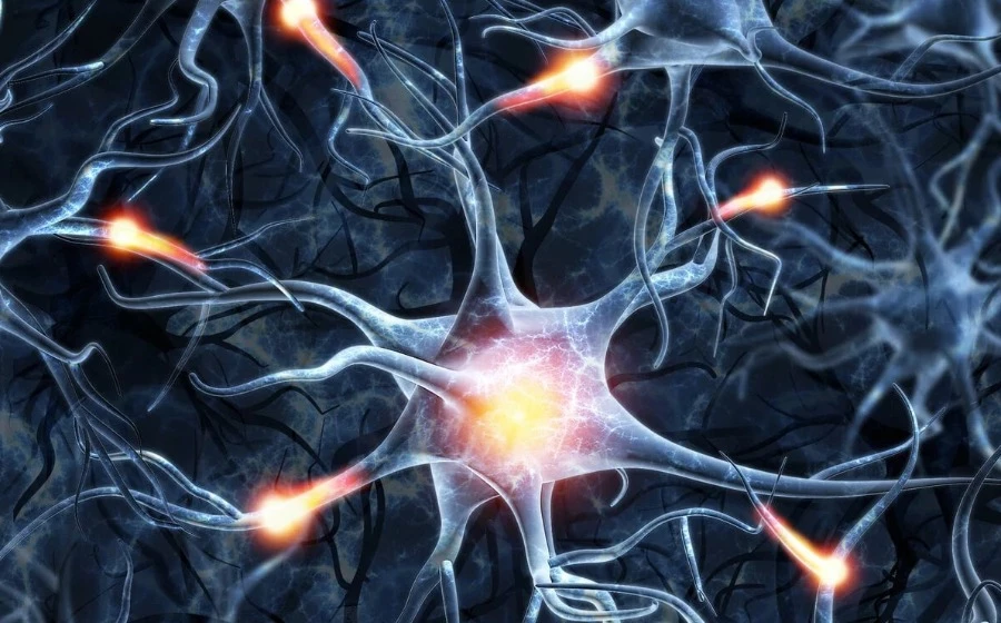 Cell Reports: как нейроны автономно регулируют свою возбудимость