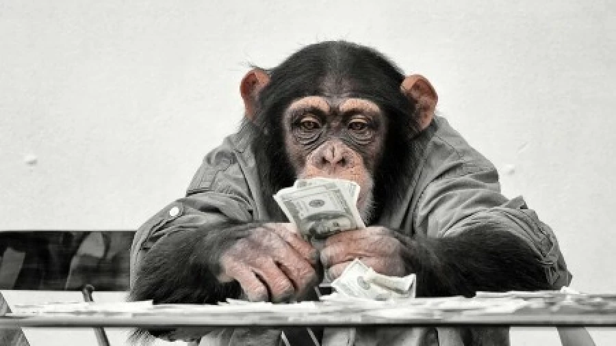 Исследователи выяснили, что обезьяны могут принимать рациональные экономические решения