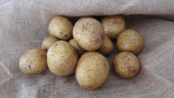 Daily Mail: гликоалкалоиды в картофеле и помидорах обладают противораковыми свойствами