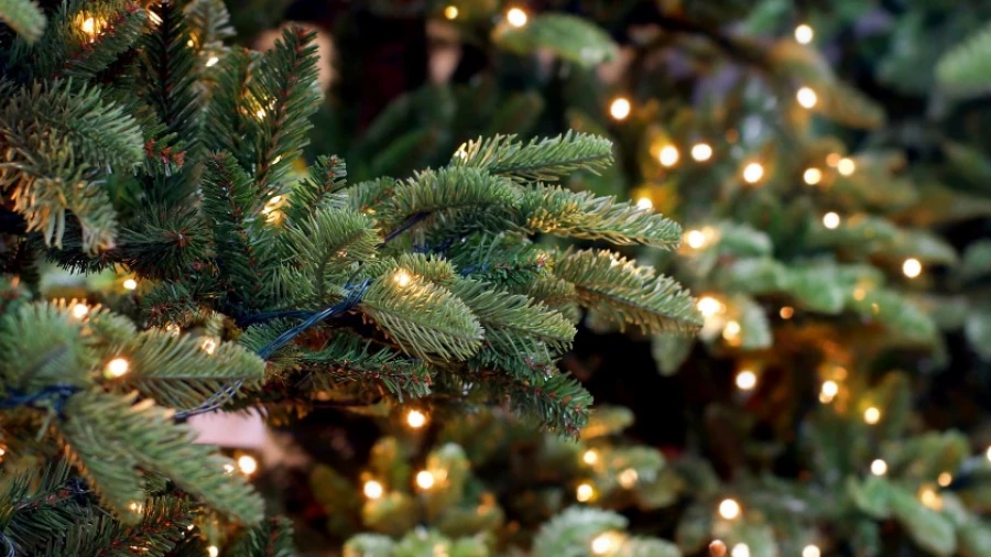 Древние славяне считали новогодним "дерево четырех дел" -  березу