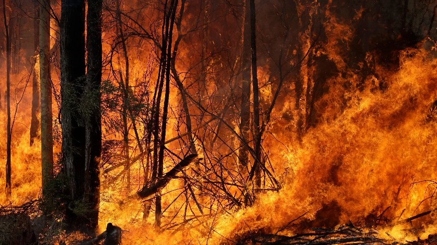 В течение 400 лет коренные племена сдерживали воздействие климата на лесные пожары
