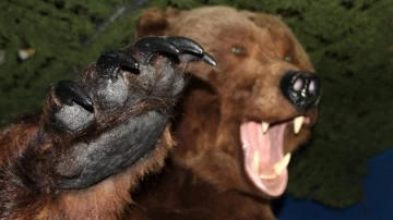 3460 лет – возраст туши ископаемого медведя, найденной в Якутии