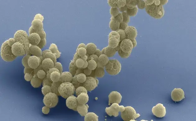 Scientific Advances: японские учёные научили искусственных микробов перемещаться