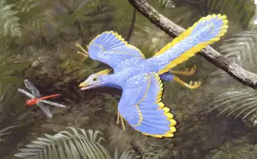 Палеонтологи обнаружили скелет древней птицы, которая опровергает теорию их эволюции