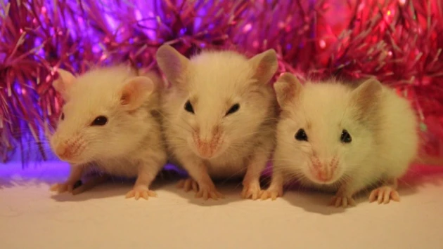 Neuron: Мыши демонстрируют признаки самопознания в эксперименте с зеркалом
