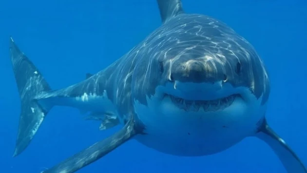 Обнаружено удивительное поведение серой рифовой акулы во время отдыха