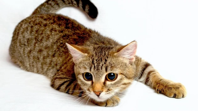 Исследователи Австралии рассказали, почему владельцы кошек больше подвержены расстройствам личности