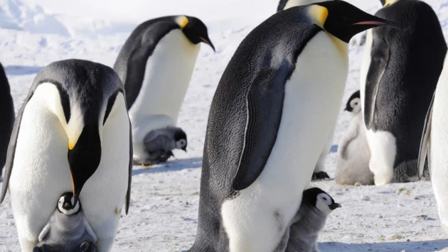 Science: пингвины засыпают на четыре секунды 10 тысяч раз в день