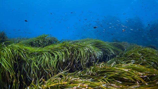 Бурые морские водоросли становятся мощным союзником в борьбе с диабетом