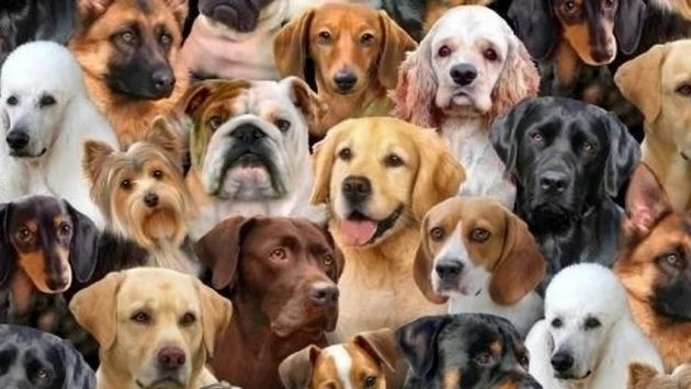 Результаты нового исследования показали, что формирует характер у собак