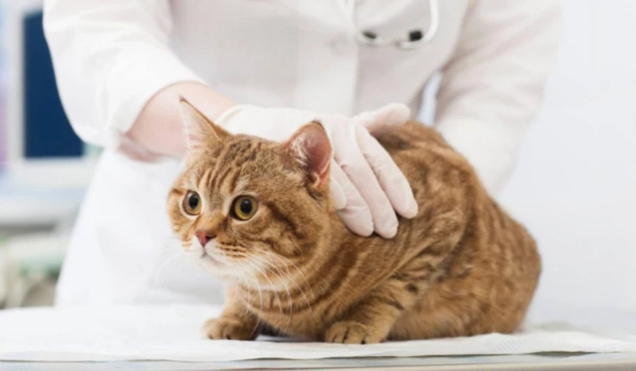 Метод сингапурских биологов спас 14 из 67 собак и кошек с неизлечимым раком