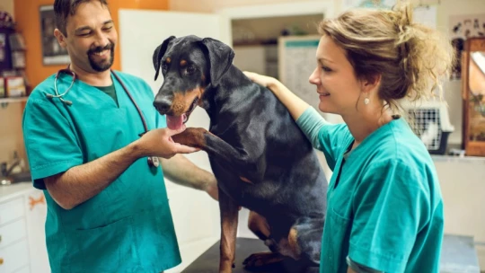 Метод сингапурских биологов спас 14 из 67 собак и кошек с неизлечимым раком
