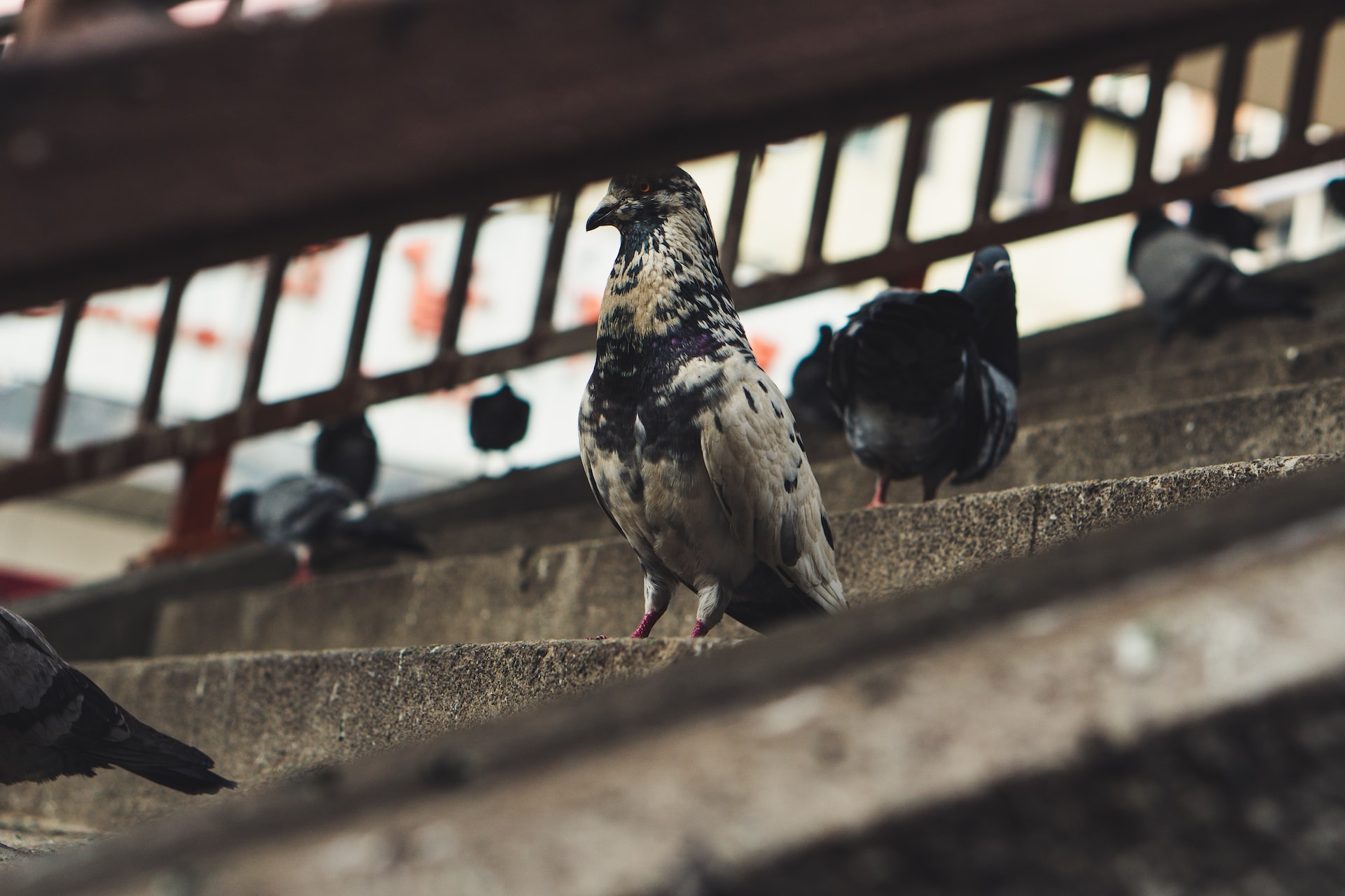 P&N: Соколы Лондона стали меньше есть голубей во время пандемии COVID-19