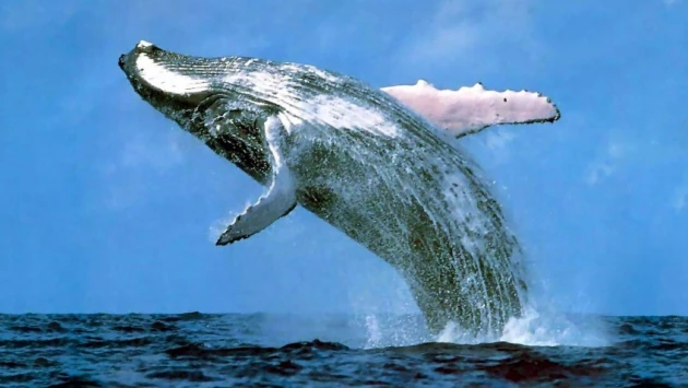 Communications Biology: горбатые киты перестали петь и начали больше драться