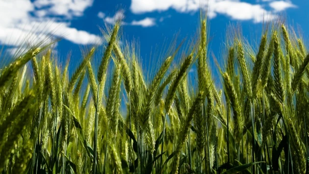 Ученые нашли способ выращивания пшеницы в условиях засухи