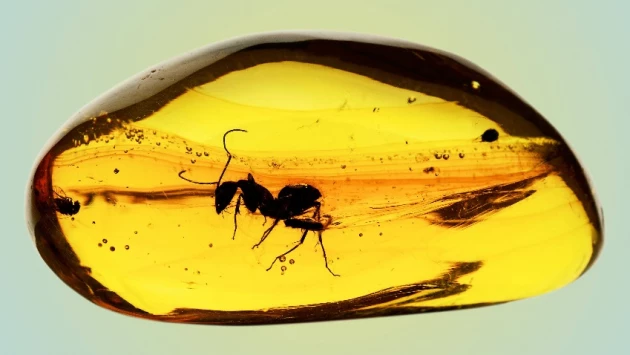 Российские ученые обнаружили первый ископаемый вид муравьев рода Manica