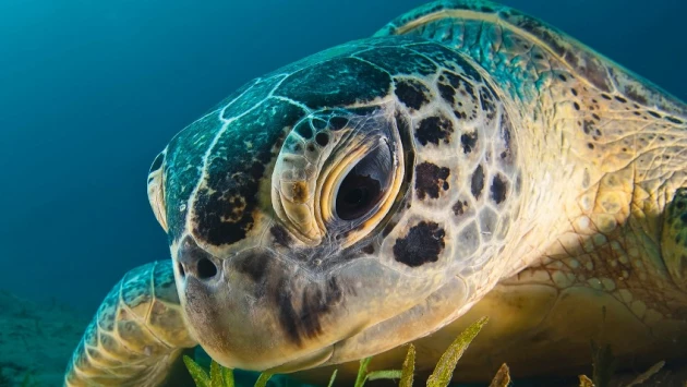 Исследователи выяснили, что толстые морские черепахи дольше живут и успешно размножаются