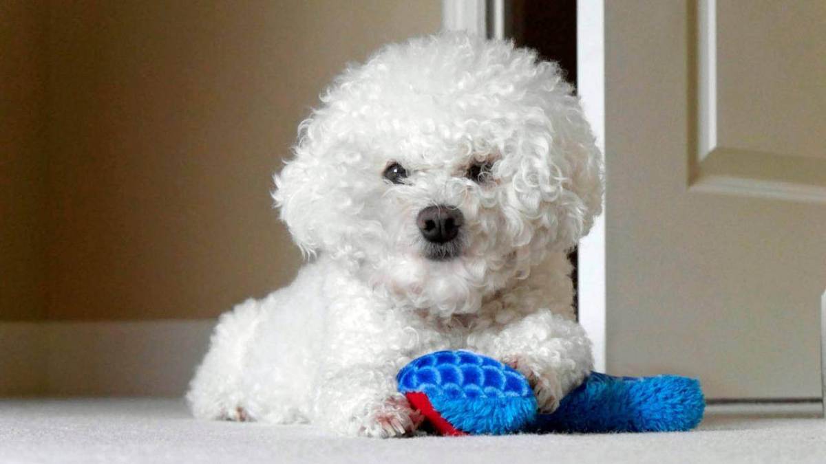PLOS One: собаки некоторых пород рискуют заболеть раком до 5-летнего возраста