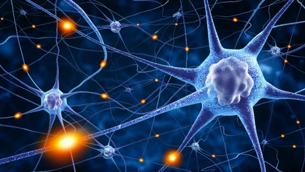 Ученые рассказали, что впервые подключили копию человеческого мозга к нервной системе крысы