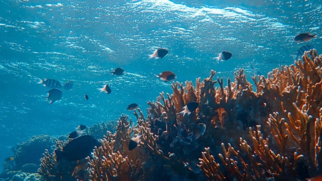 Ученые выяснили, как океан помогает уберечь планету, поглощая углекислый газ