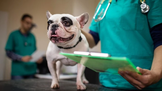 PLOS One: собаки некоторых пород рискуют заболеть раком до 5-летнего возраста