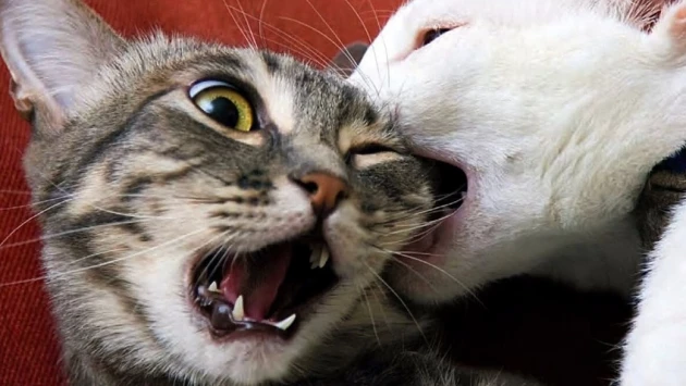 Зоологи рассказали, как отличить игру от драки между кошками