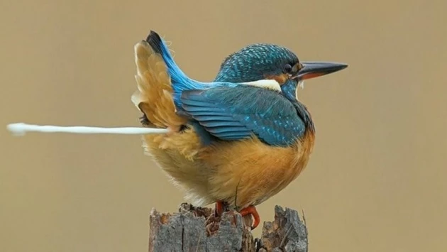 Ученый-орнитолог из Миннесоты рассказал писают ли птицы