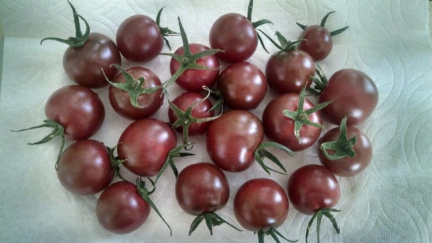 Селекционеры из РФ вывели томаты, снижающие уровень холестерина