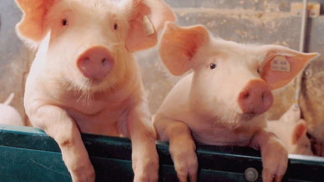 3D-биопечать названа более перспективной, чем выращивание донорских органов в свиньях