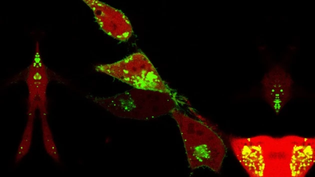 Ученые применили захват ферментов наших клеток для устранения болезнетворных белков