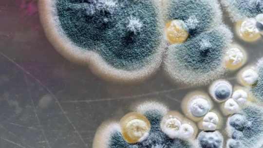 Новая вакцина для борьбы с грибковыми инфекциями прошла клинические испытания