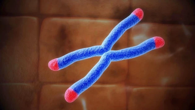 Молекулярные биологи: теломеры смогут информировать о раке и биологическом возрасте