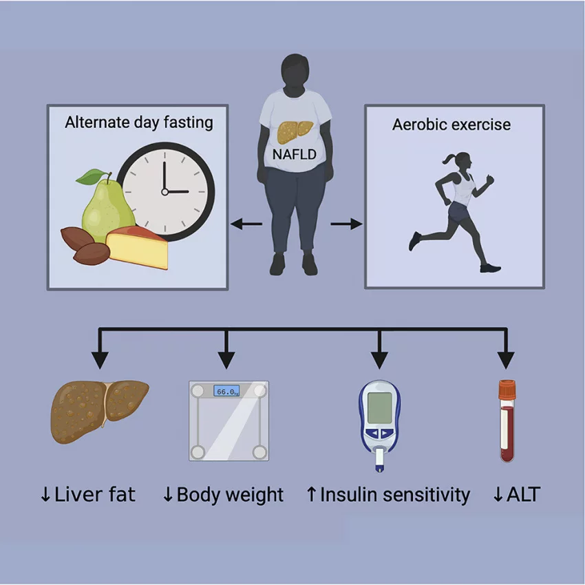 Ученые выяснили, что интервальное голодание может вылечить жировую болезнь печени