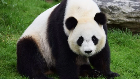 TVM News: Японские ученые нашли новый вид морских существ, похожих на панд