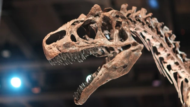 Учёные решили переименовать 89 видов динозавров из-за оскорбительных названий