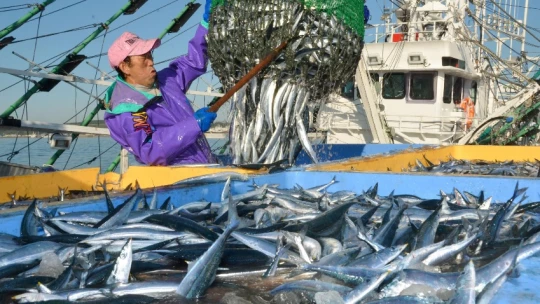 Глобальное потепление вызвало сокращение массы промысловых рыб