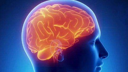 Ученые из США провели исследование различий мозга мужчины и женщины