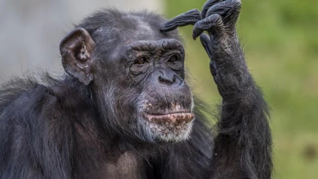 PLOS Biologe: ученые обнаружили сходство в общении жестами у людей и обезьян