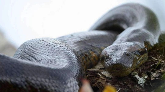 CNN: в джунглях Эквадора нашли самую большую анаконду в мире